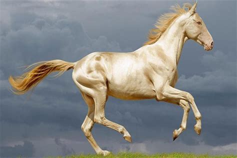 Dünyanın en güzel beyaz atı